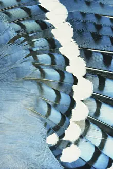 Cristata: Blue Jay Feathers