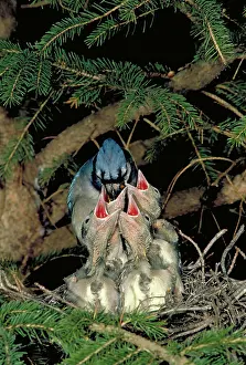 Cristata: Blue jay feeding young