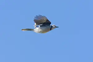 Cyanocitta: Blue Jay in flight