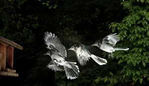 Cristata: Blue Jay in Flight