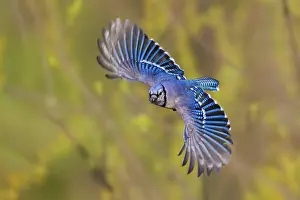 Cristata: Blue jay flying