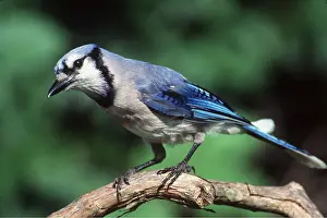 Corvids: BLUE JAY - PERCHED ON BRANCH