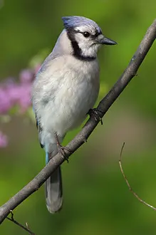 Cyanocitta: Blue Jay - Perched on branch, Spring