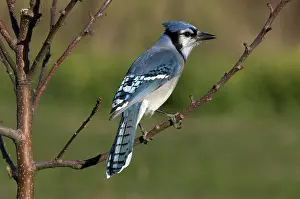 Cyanocitta: A Blue Jay Perched on Tree Branch