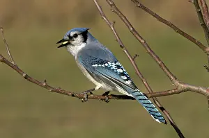 Peanuts: Blue Jay Perched on Tree Branch