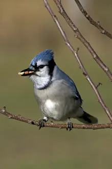 Peanuts: A Blue Jay Perched on Tree Branch