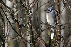 Cyanocitta: Blue Jay Sitting on Apple Tree Branch