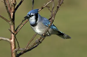 Cyanocitta: Blue Jay Sitting on Apple Tree Branch