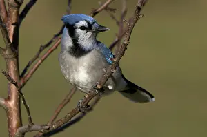 Cyanocitta: Blue Jay Sitting on Apple Tree Branch
