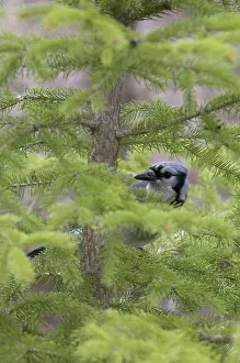Jays: Blue Jay sitting in spruce tree, concealing itself