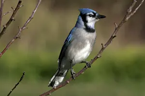 Cyanocitta: Blue Jay Sitting on Tree Branch