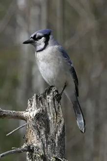 Snag: Blue Jay on a snag