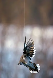Cristata: Blue Jay Snared in Fishing Line