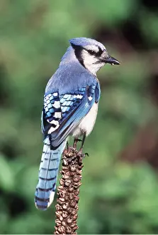 Jays: BLUE JAY - back view
