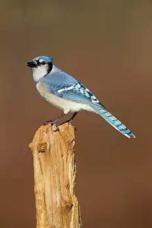 Cyanocitta: Blue Jay - in winter - January