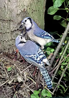 Cristata: Blue Jays (Cyanocitta cristata)
