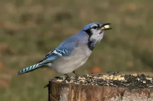Jays: Blue Jays at Feeder