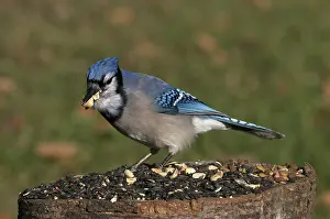 Jays: Blue Jays at Feeder