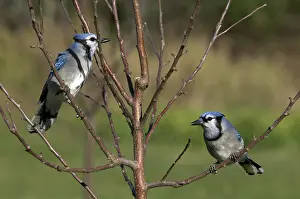 Jays: Blue Jays Perched on Tree Branch