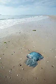 Lamarckii: Blue Jellyfish - stranded on beach
