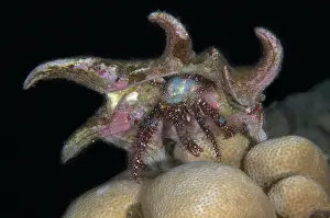 Shell: Blue Knee Hermit Crab