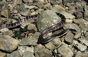 Bungarus: Blue Krait