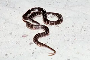 Mary Clay: BLUE KRAIT SNAKE - highly toxic and venomous