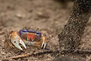 Pete: Blue Land Crab (Cardisoma sp), Sian Ka'an