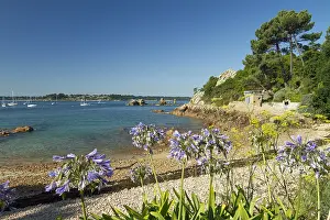 Sailboat: Blue lily (Agapanthus praecox), Br&, x9a21;t island