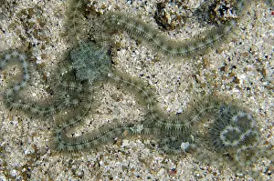 Disc: Blue-lined Brittle Star - NusaBay Menjangan Hotel house reef
