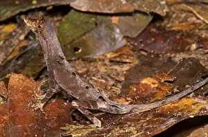 Polychrotidae: Blue Lipped Anole