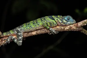 Amazonian: Blue-lipped tree lizard (Plica umbra) on a branch