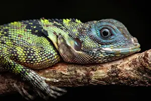 Amazonian: Blue-lipped tree lizard (Plica umbra) portrait