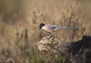 Corvid: Blue magpie (Cyanopica cooki), Extremadura