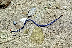 Elapidae: Blue Malaysian Coral Snake