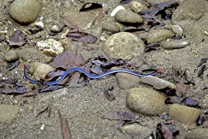 Elapidae: Blue Malaysian Coral Snake