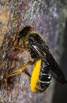 Caerulescens: Blue Mason Bee