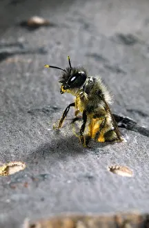 Caerulescens: Blue Mason Bee