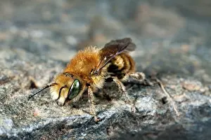 Caerulescens: Blue Mason Bee