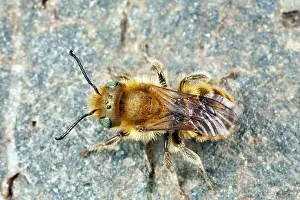 Caerulescens: Blue Mason Bee