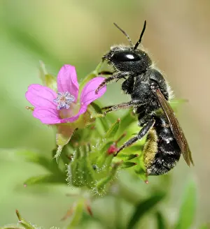 Caerulescens: Blue Mason Bee (Osmia caerulescens) female grooming