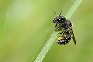 Caerulescens: Blue Mason Bee (Osmia caerulescens) female at rest