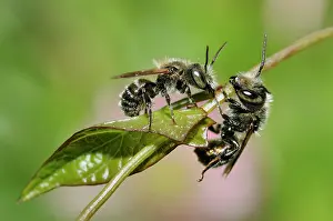 Caerulescens: Blue Mason Bee (Osmia caerulescens) male on reproductive