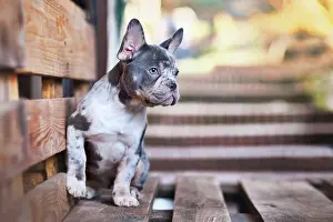 Market: Blue merle tan French Bulldog dog sitting on wooden