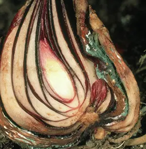 Mold: Blue mold rot on lily