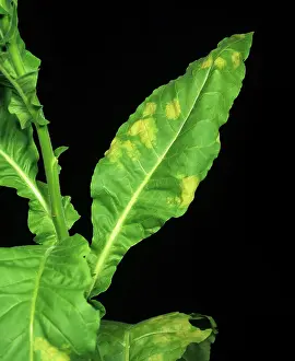 Mold: Blue mold on Tobacco
