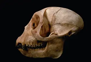 Malawi: Blue Monkey skull
