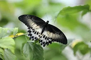 Mormon: Blue Mormon Butterfly - female resting on leaf