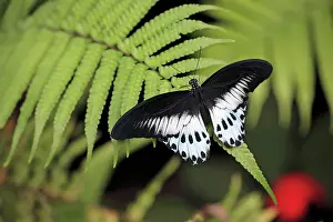 Mormon: Blue Mormon Butterfly - male resting on fern frond