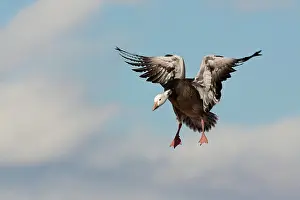 Hyperborea: Blue Morph Snow Goose
